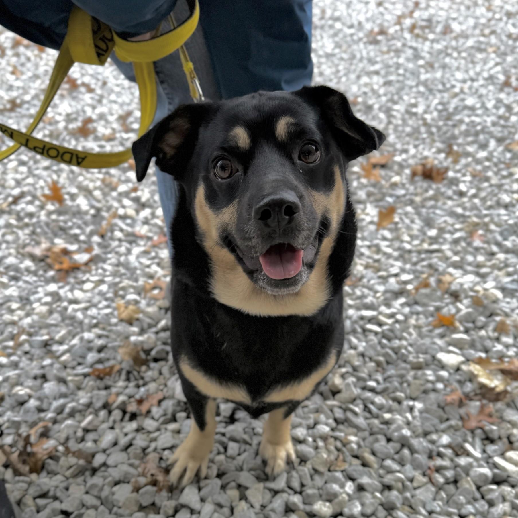 Layla, Adoptable, Adult Female Dachshund.