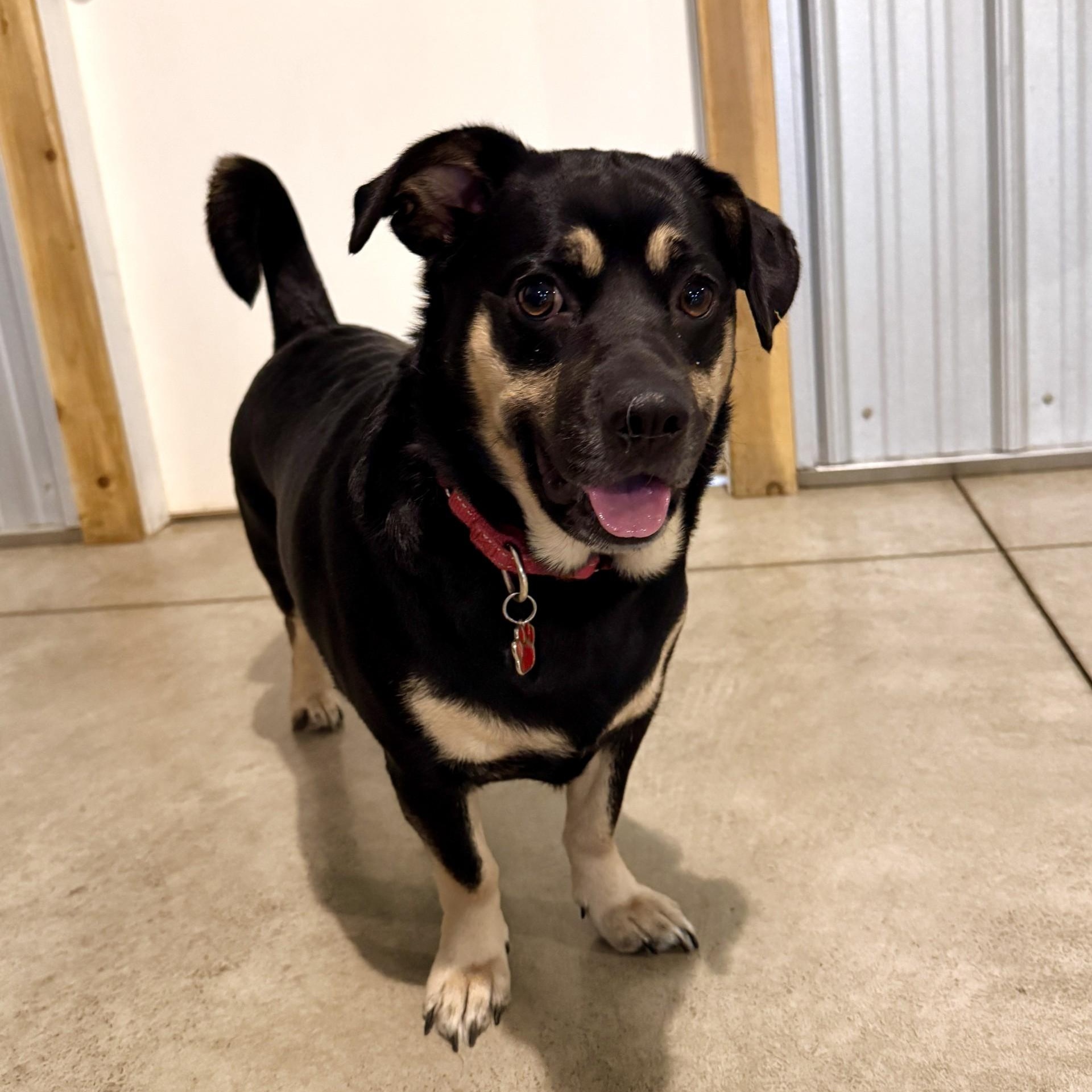 Enlarge Layla, a Adoptable mixed breed in Grafton, OH image 2/6