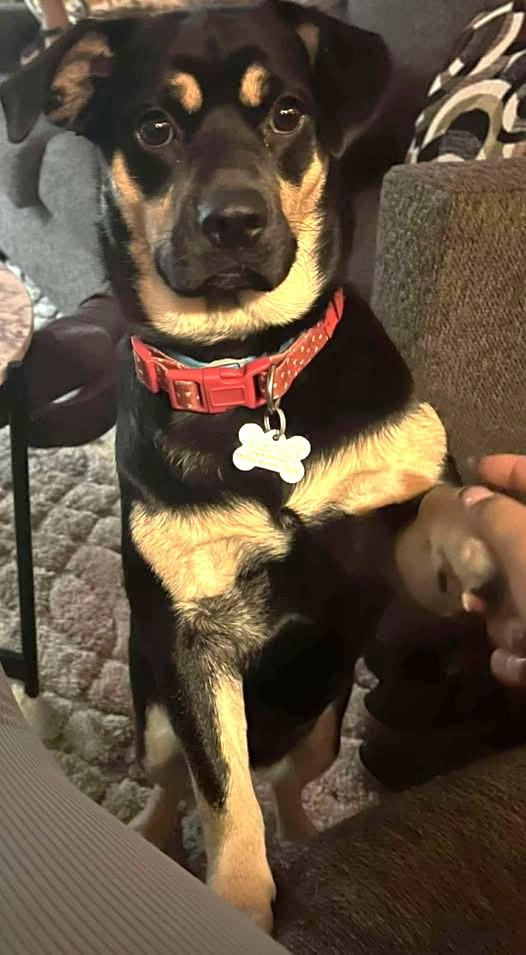 Enlarge Layla, a Adoptable mixed breed in Grafton, OH image 3/6