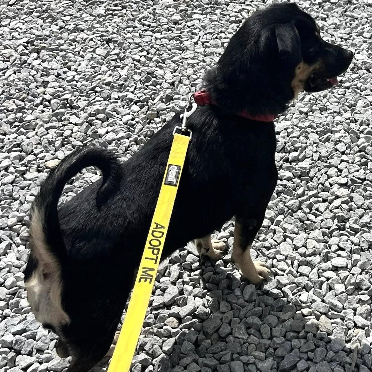 Enlarge Layla, a Adoptable mixed breed in Grafton, OH image 4/6