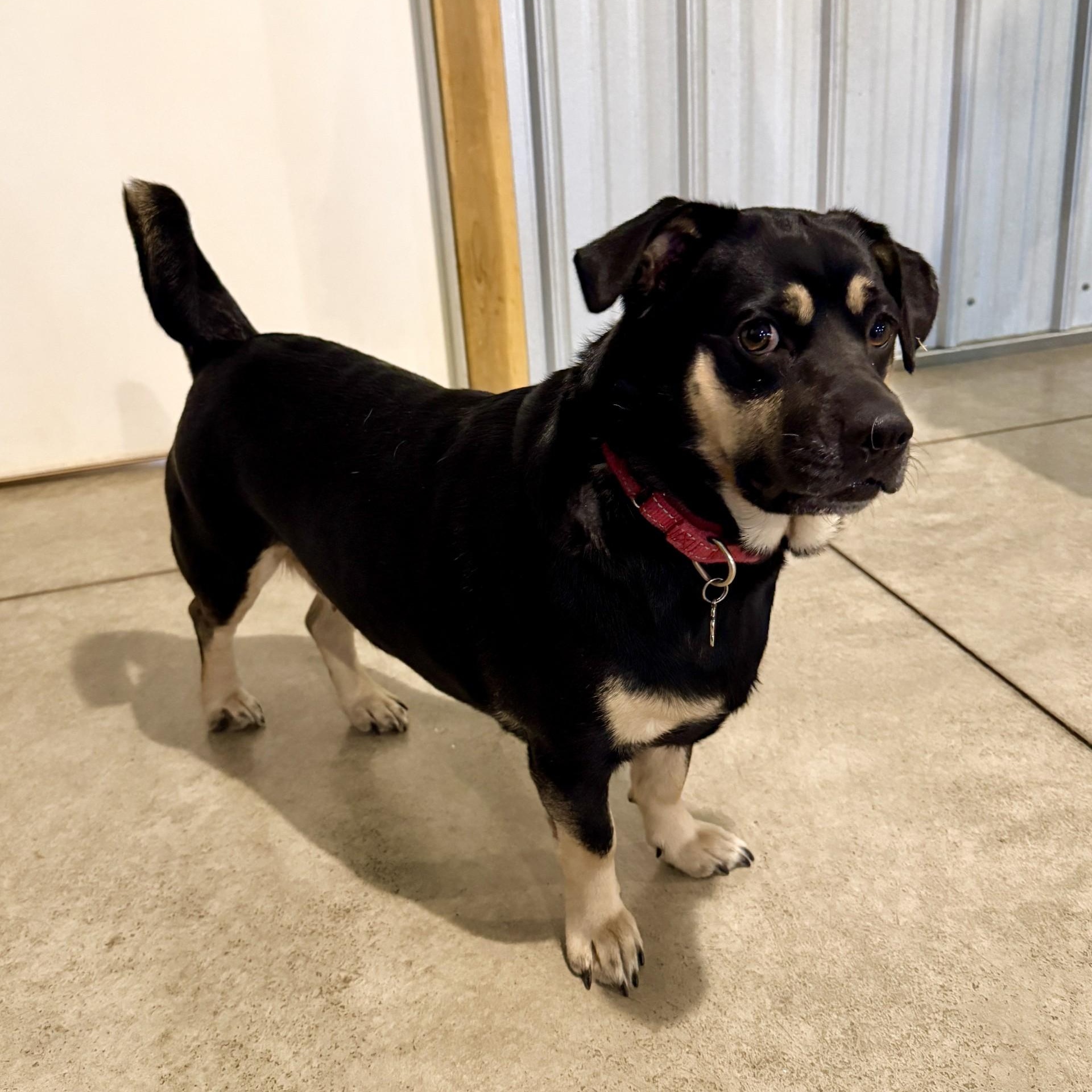 Enlarge Layla, a Adoptable mixed breed in Grafton, OH image 5/6