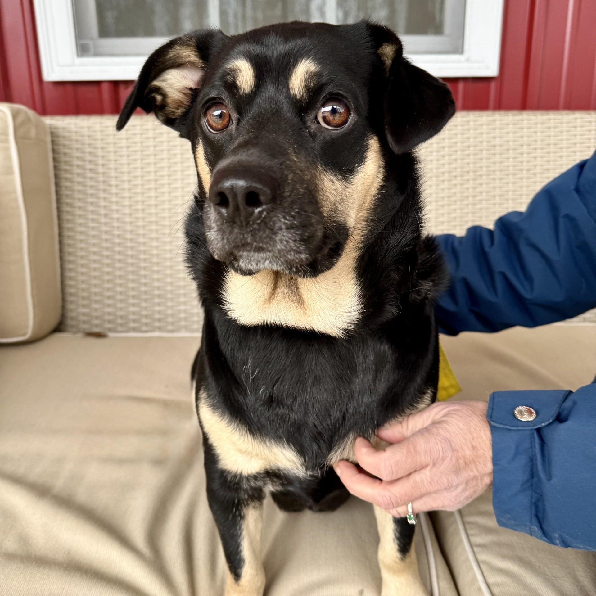 Enlarge Layla, a Adoptable mixed breed in Grafton, OH image 6/6