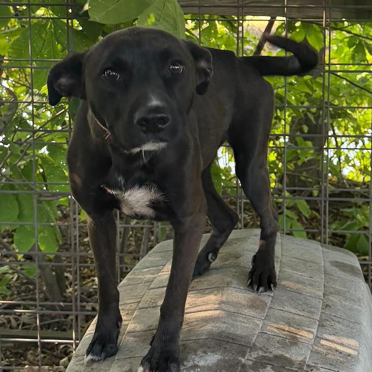 Daphne, Adoptable, Young Female Black Labrador Retriever & German Shepherd Dog.