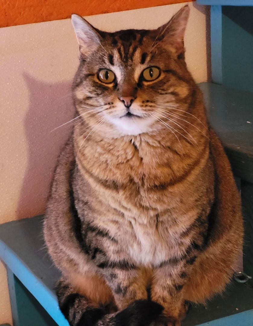 Enlarge Nova, a Adoptable mixed breed in Howell, MI image 1/2