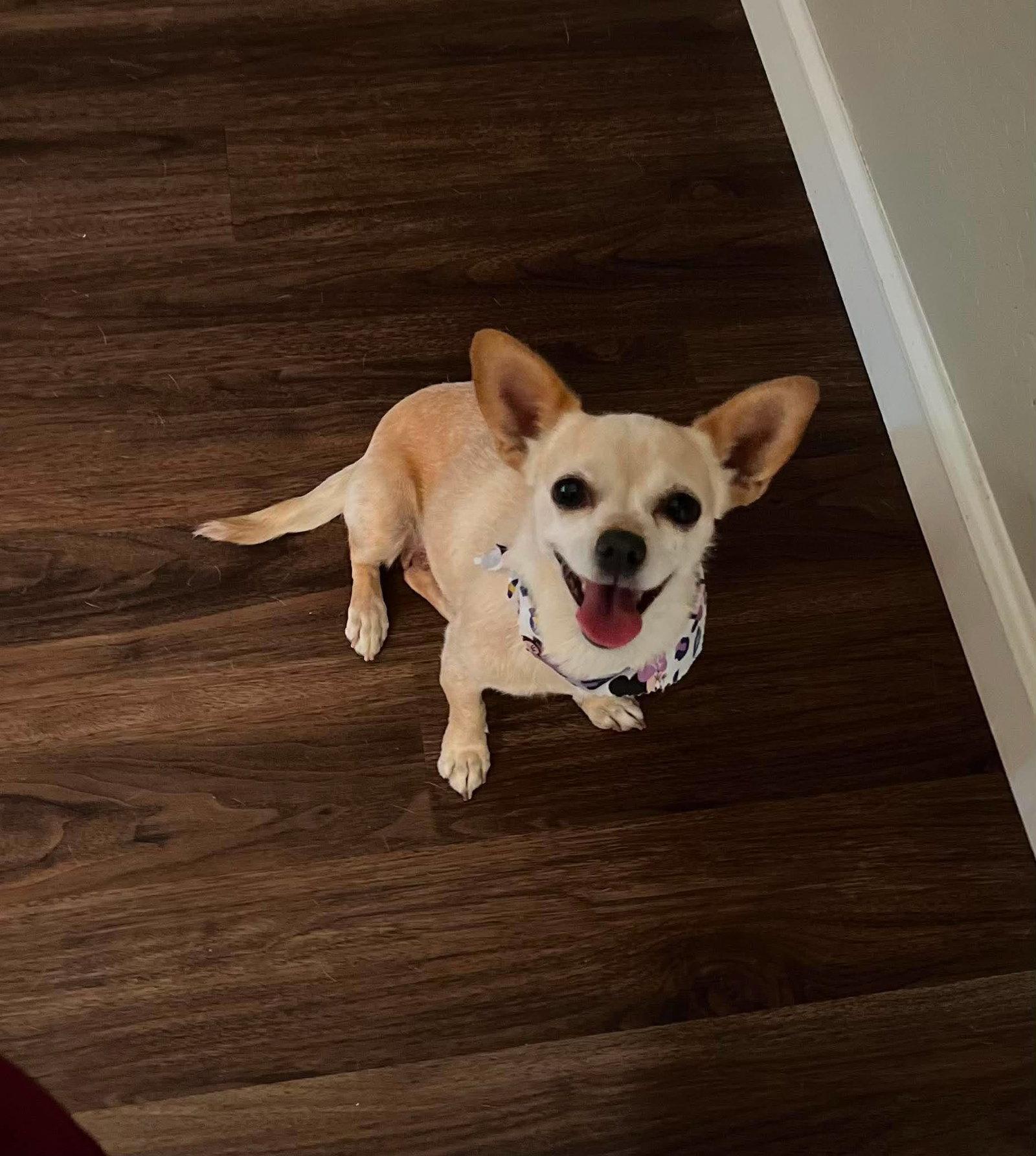 Enlarge Maple, a Adoptable Chihuahua in Visalia, CA image 1/3