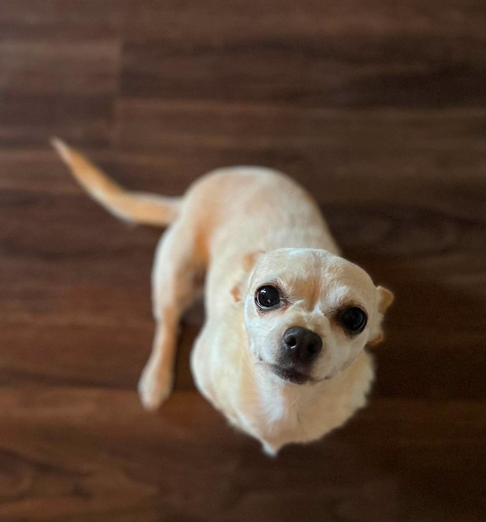 Enlarge Maple, a Adoptable Chihuahua in Visalia, CA image 2/3