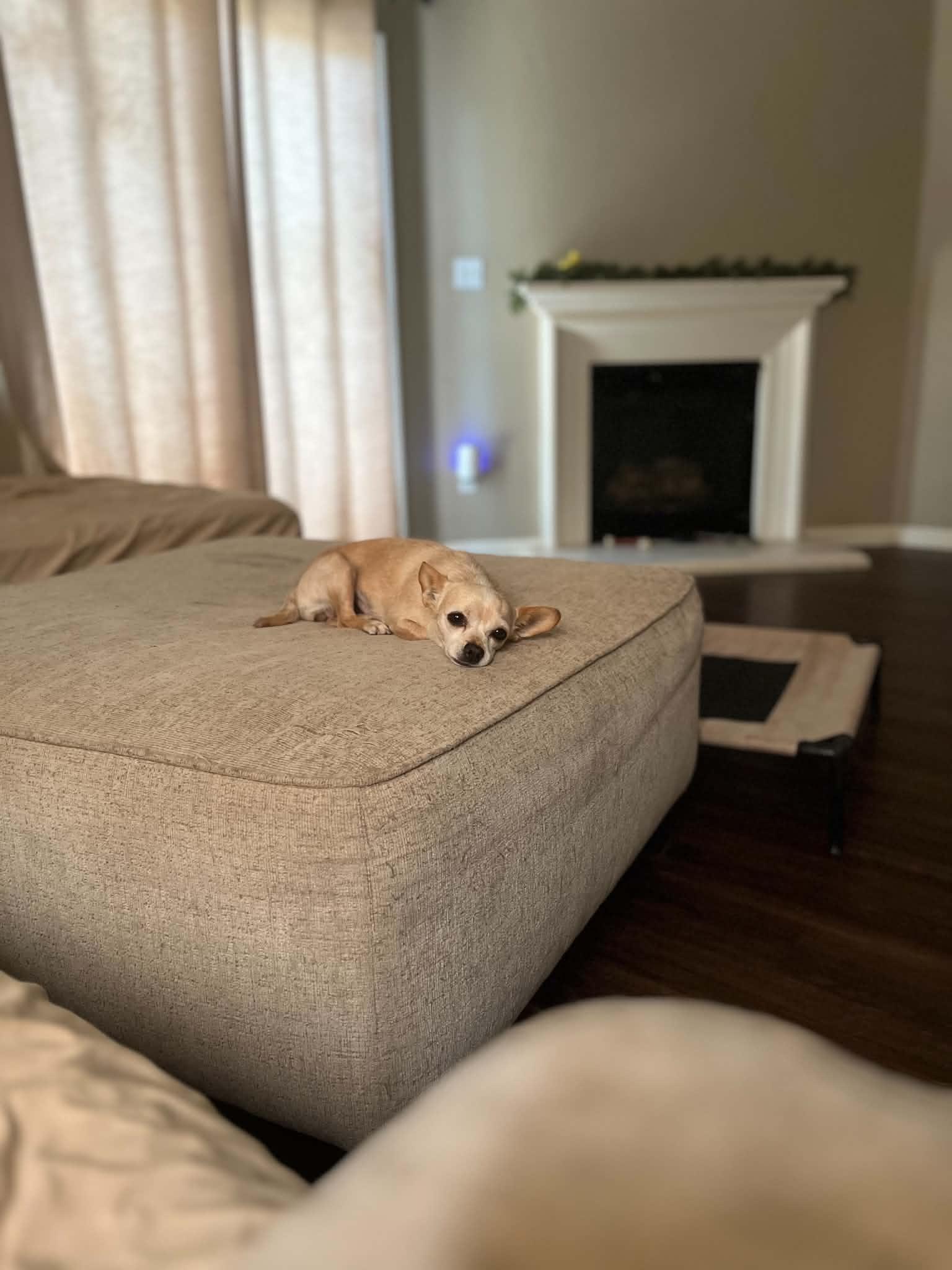 Enlarge Maple, a Adoptable Chihuahua in Visalia, CA image 3/3