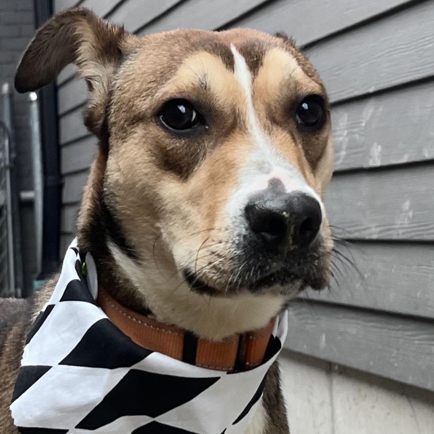 Brioche, Adoptable, Young Female German Shepherd Dog.