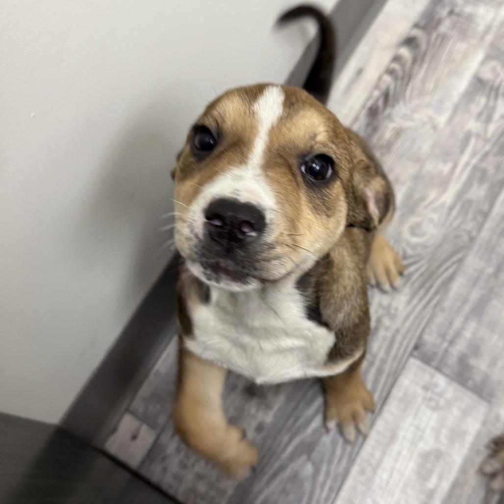 Brioche, a Adoptable mixed breed in St. Louis, MO image 2/4