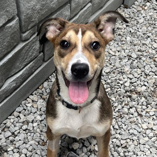 Enlarge Brioche, a Adoptable mixed breed in St. Louis, MO image 2/6