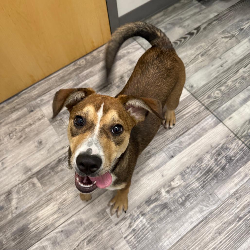 Brioche, a Adoptable mixed breed in St. Louis, MO image 1/4