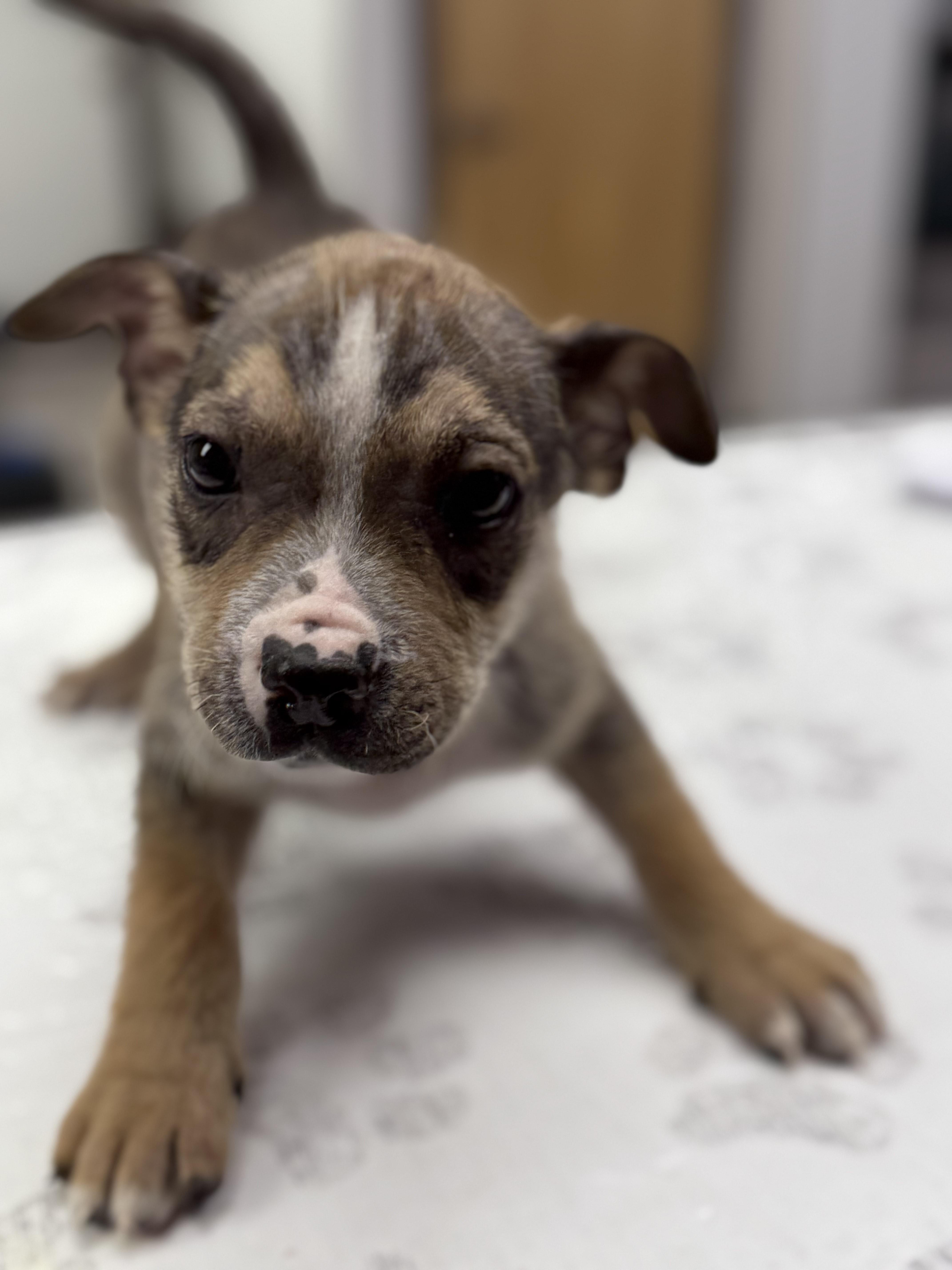 Brioche, a Adoptable mixed breed in St. Louis, MO image 3/4