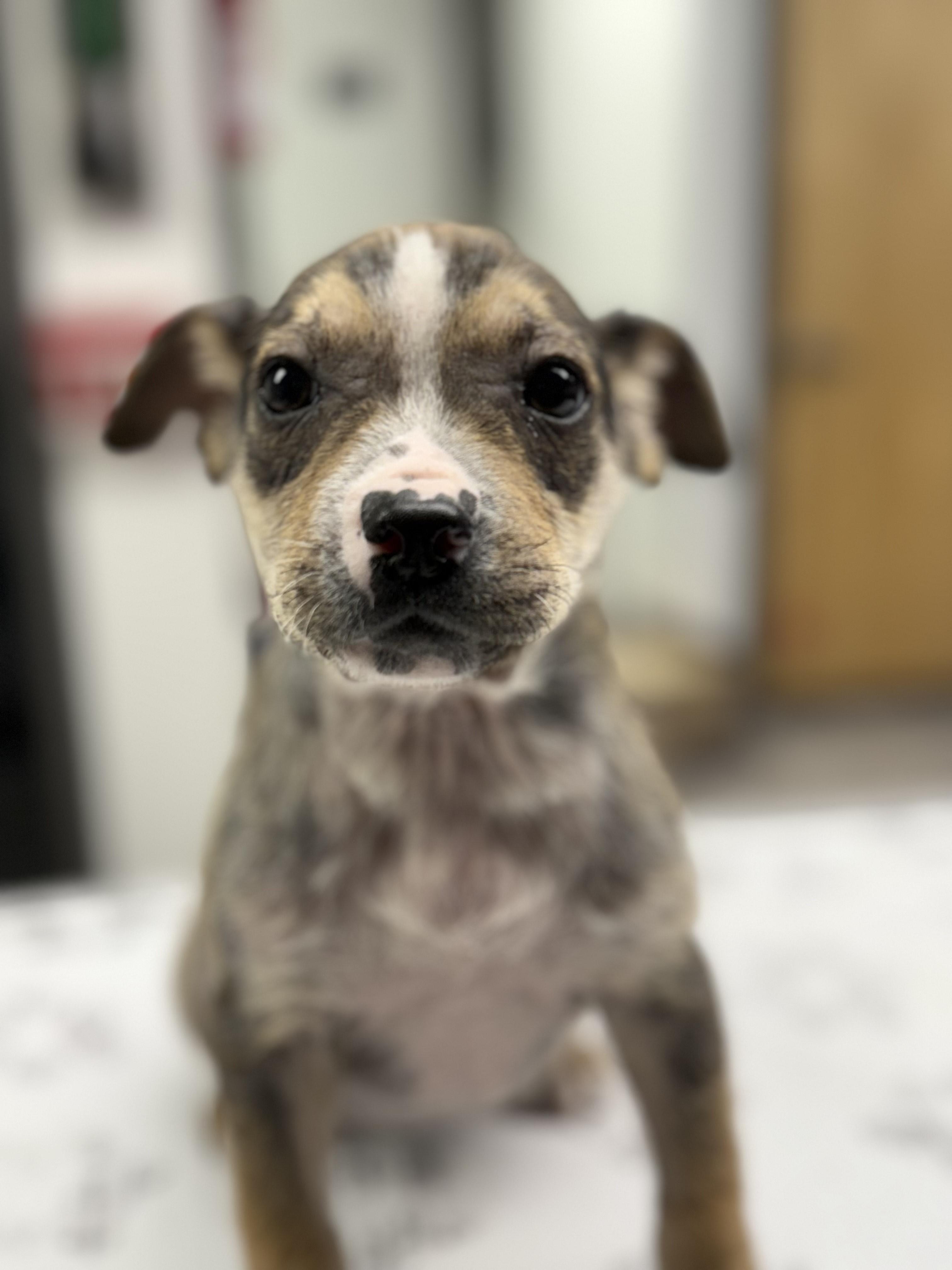 Brioche, a Adoptable mixed breed in St. Louis, MO image 4/4