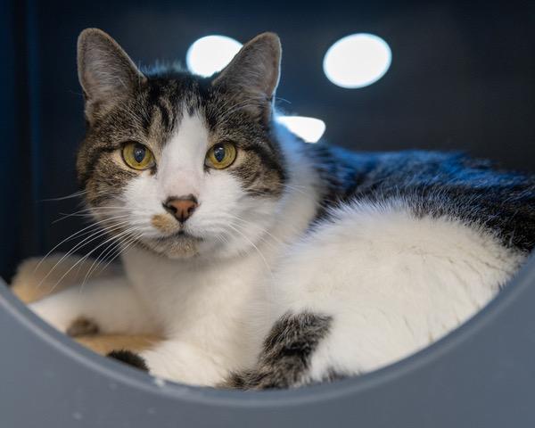 LYKO, Adoptable, Senior Male Domestic Short Hair.