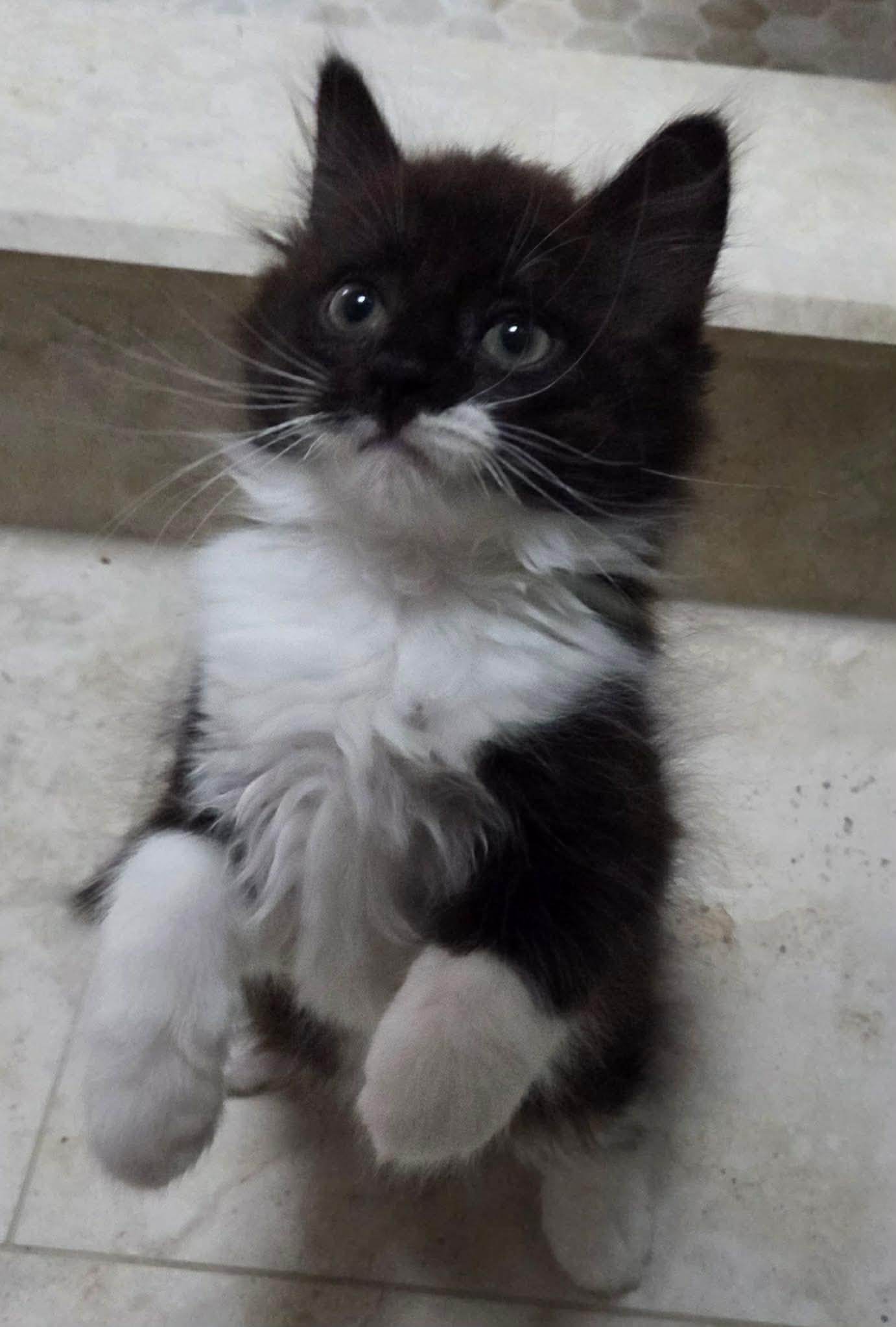 Cupid , an adopted Domestic Long Hair in Manchester, CT image 2/5