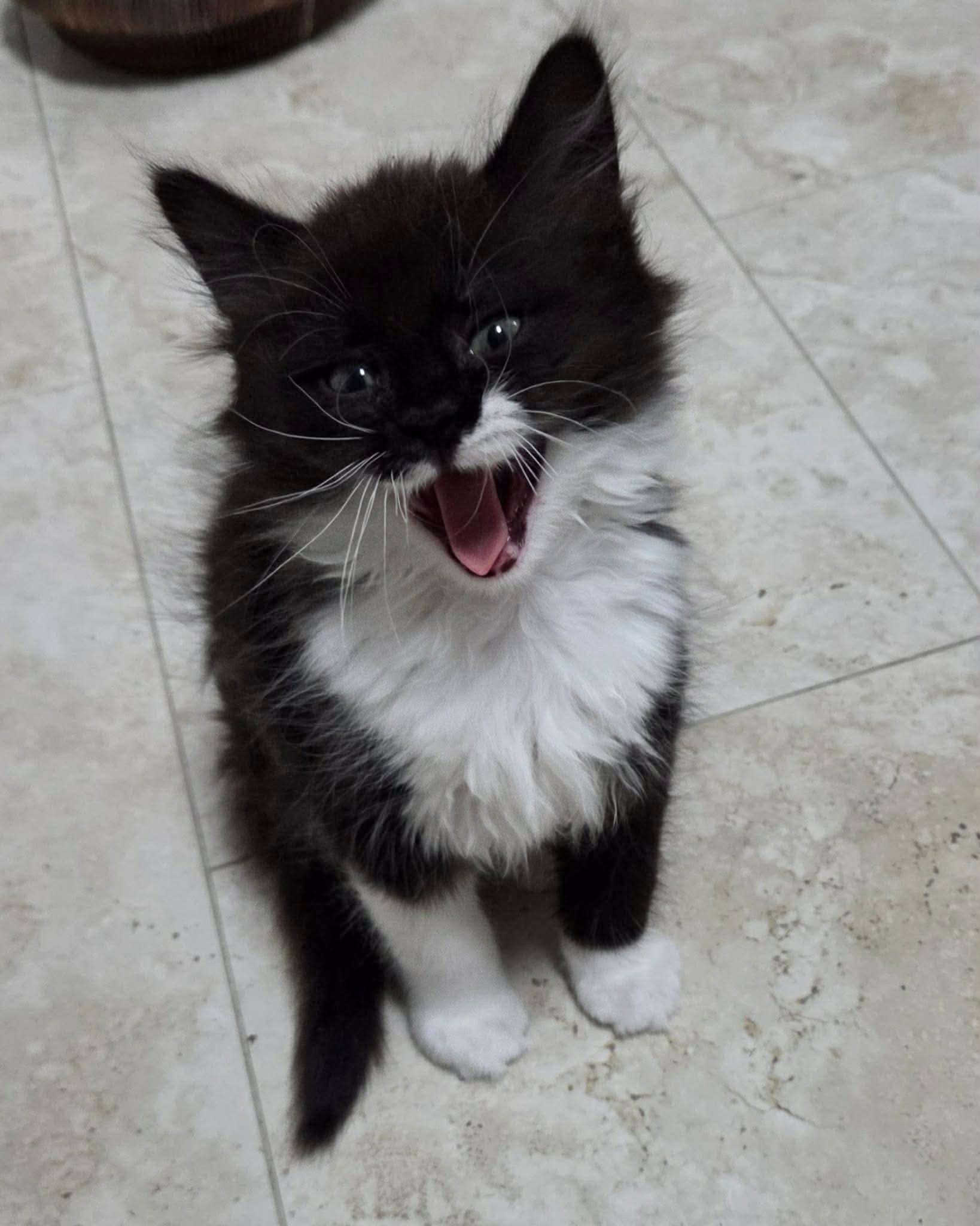 Cupid , an adopted Domestic Long Hair in Manchester, CT image 4/5