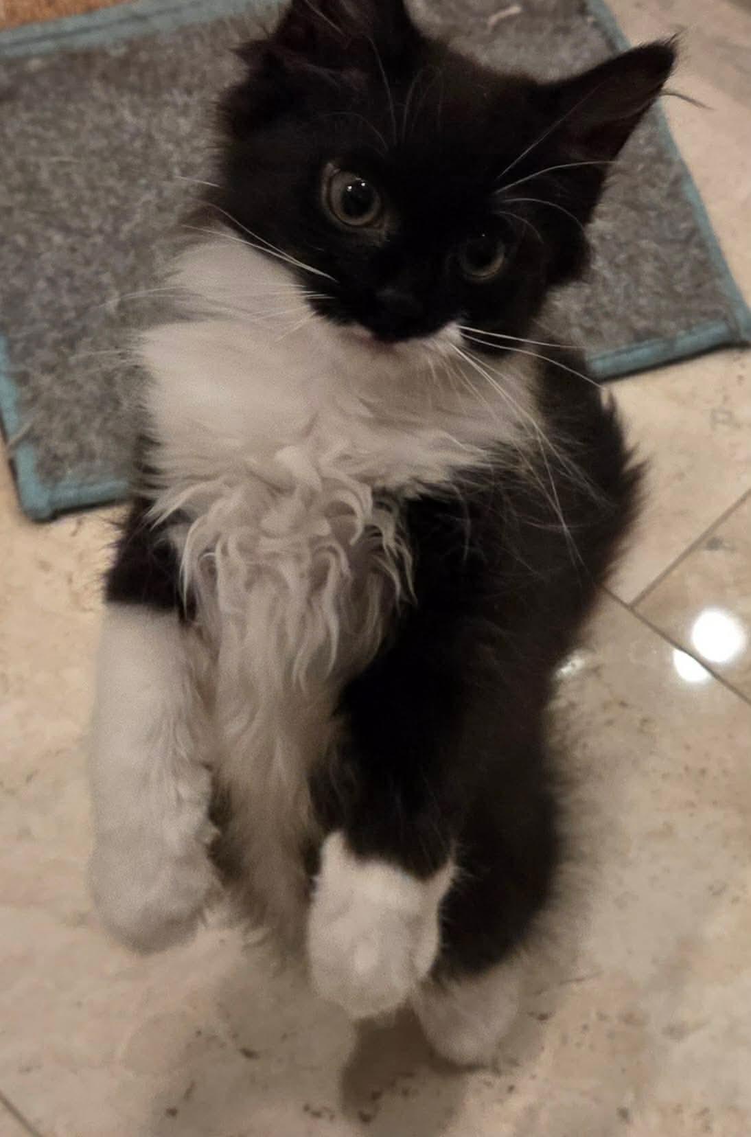 Cupid , an adopted Domestic Long Hair in Manchester, CT image 5/5