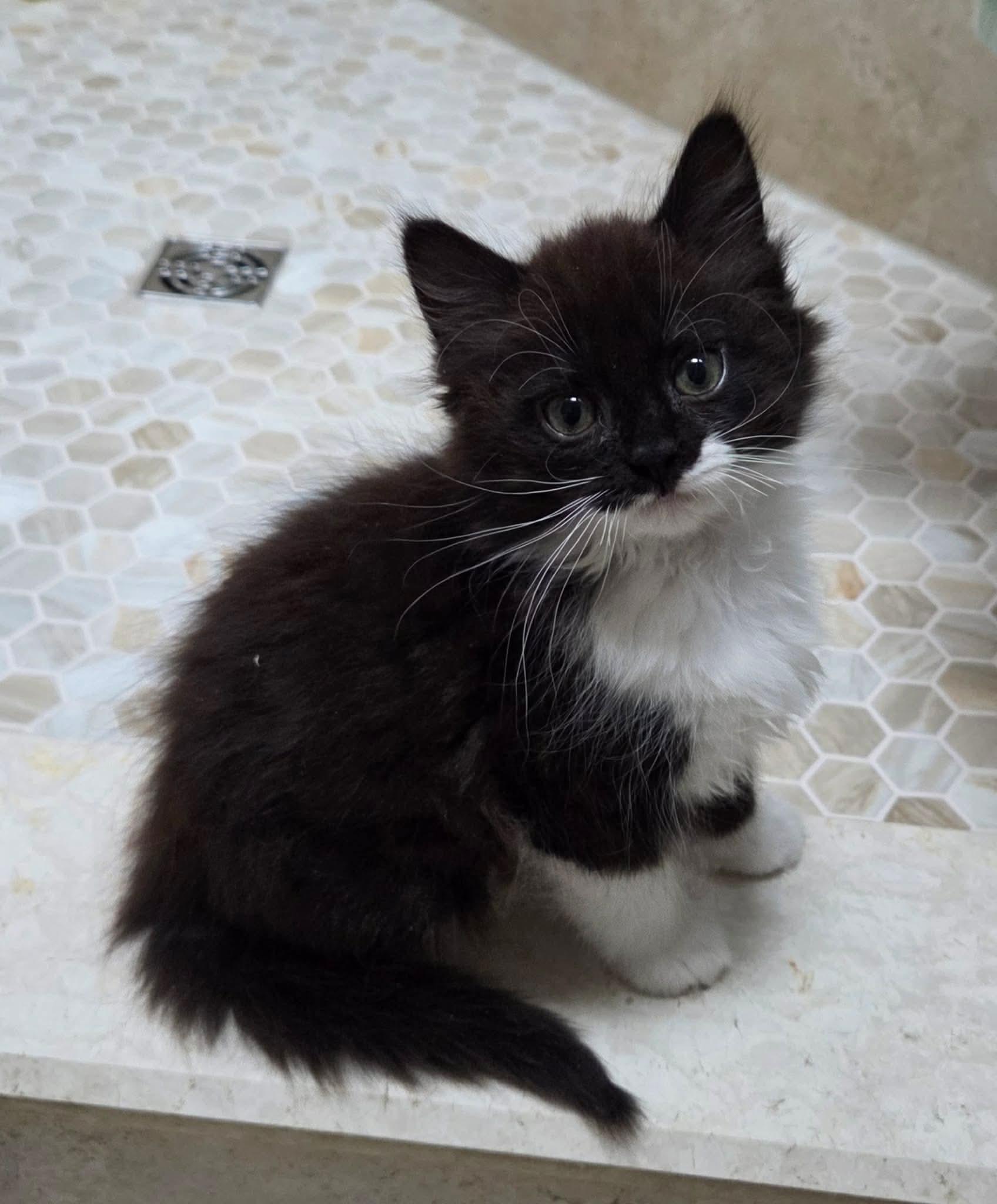 Cupid , an adopted Domestic Long Hair in Manchester, CT image 3/5