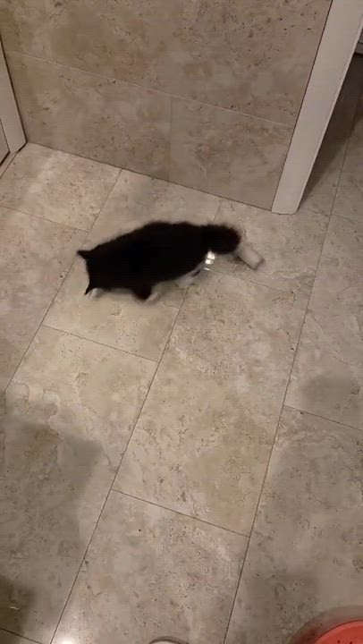 Enlarge Cupid , an adopted Domestic Long Hair in Manchester, CT video 1/5