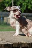 Anna Lee, a Adoptable mixed breed in Columbia, TN image 1/5
