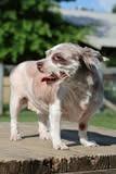 Anna Lee, a Adoptable mixed breed in Columbia, TN image 2/5