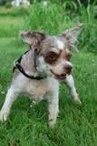 Anna Lee, a Adoptable mixed breed in Columbia, TN image 3/5