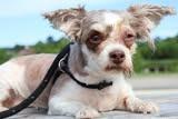 Anna Lee, a Adoptable mixed breed in Columbia, TN image 4/5