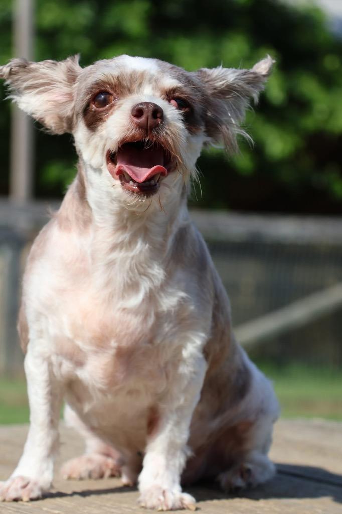 Anna Lee, a Adoptable mixed breed in Columbia, TN image 5/5