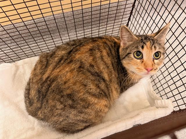 Enlarge KATIA, a Adoptable Domestic Short Hair in Tustin, CA image 1/1