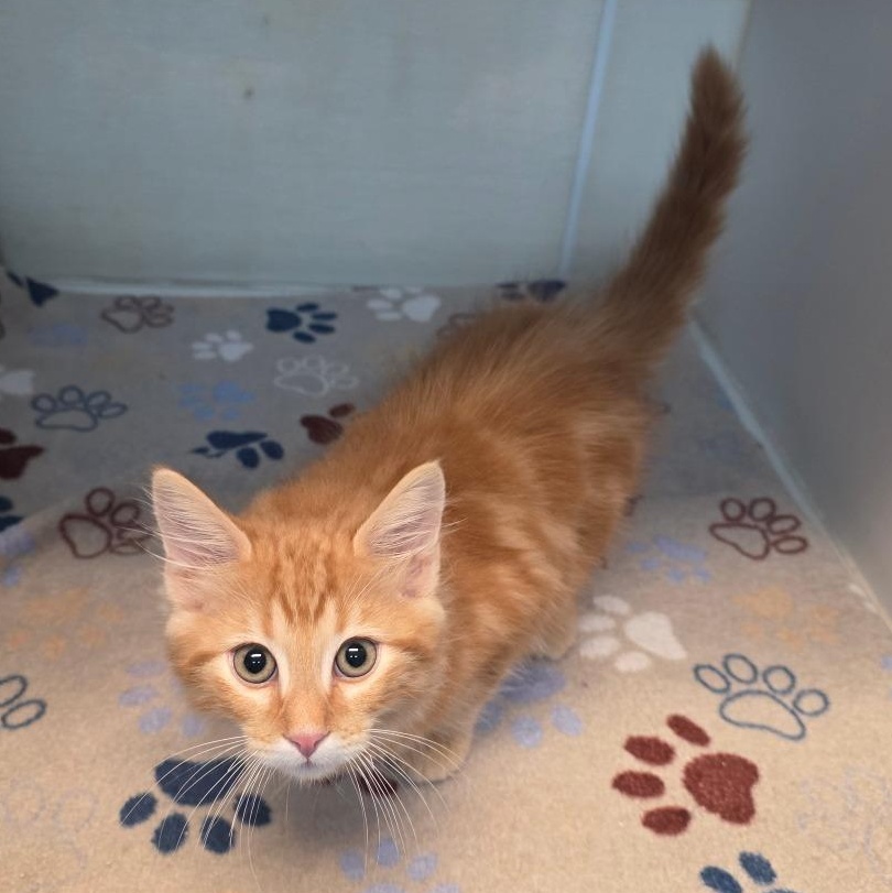 Enlarge Oliver, an adoptable mixed breed in Greensboro, NC image 2/5