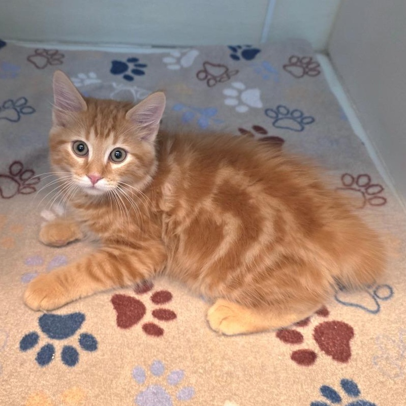 Enlarge Oliver, an adoptable mixed breed in Greensboro, NC image 5/5