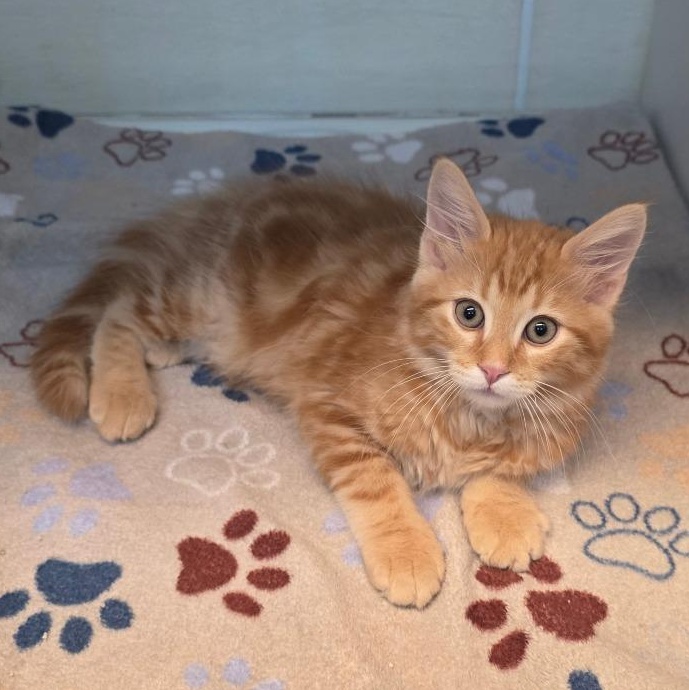 Enlarge Oliver, an adoptable mixed breed in Greensboro, NC image 1/5