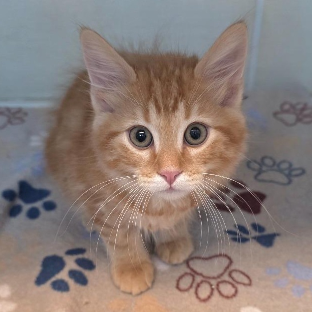 Enlarge Oliver, an adoptable mixed breed in Greensboro, NC image 3/5