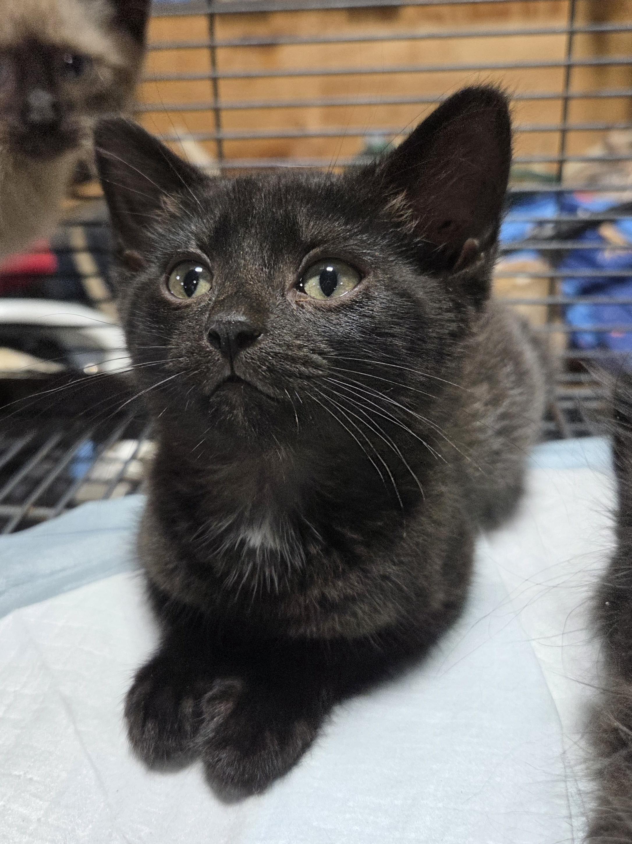 Boo Bear, ADOPTABLE, Kitten Male Domestic Short Hair.