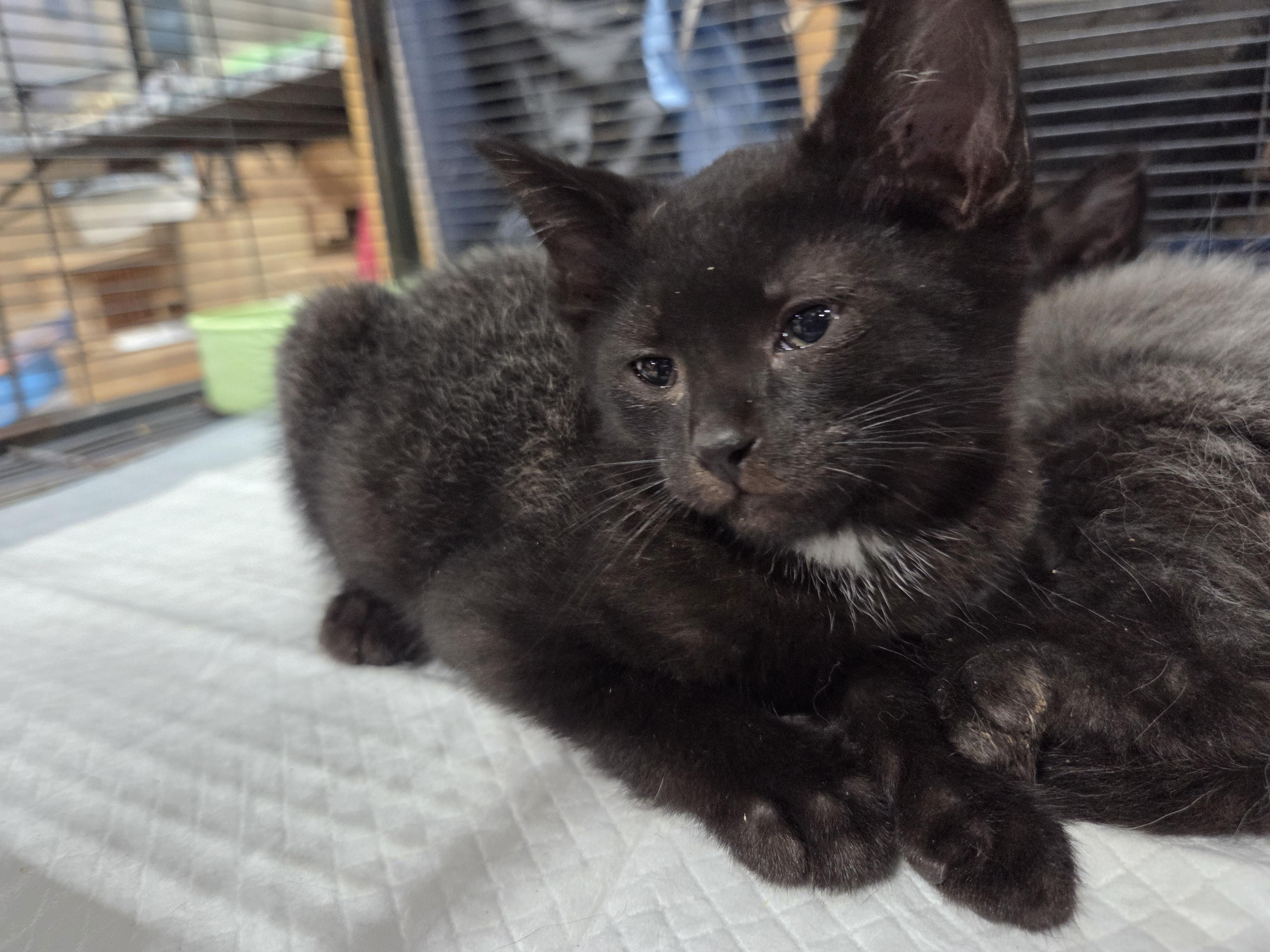 Boo Bear, a ADOPTABLE Domestic Short Hair in Columbia, MO image 5/5