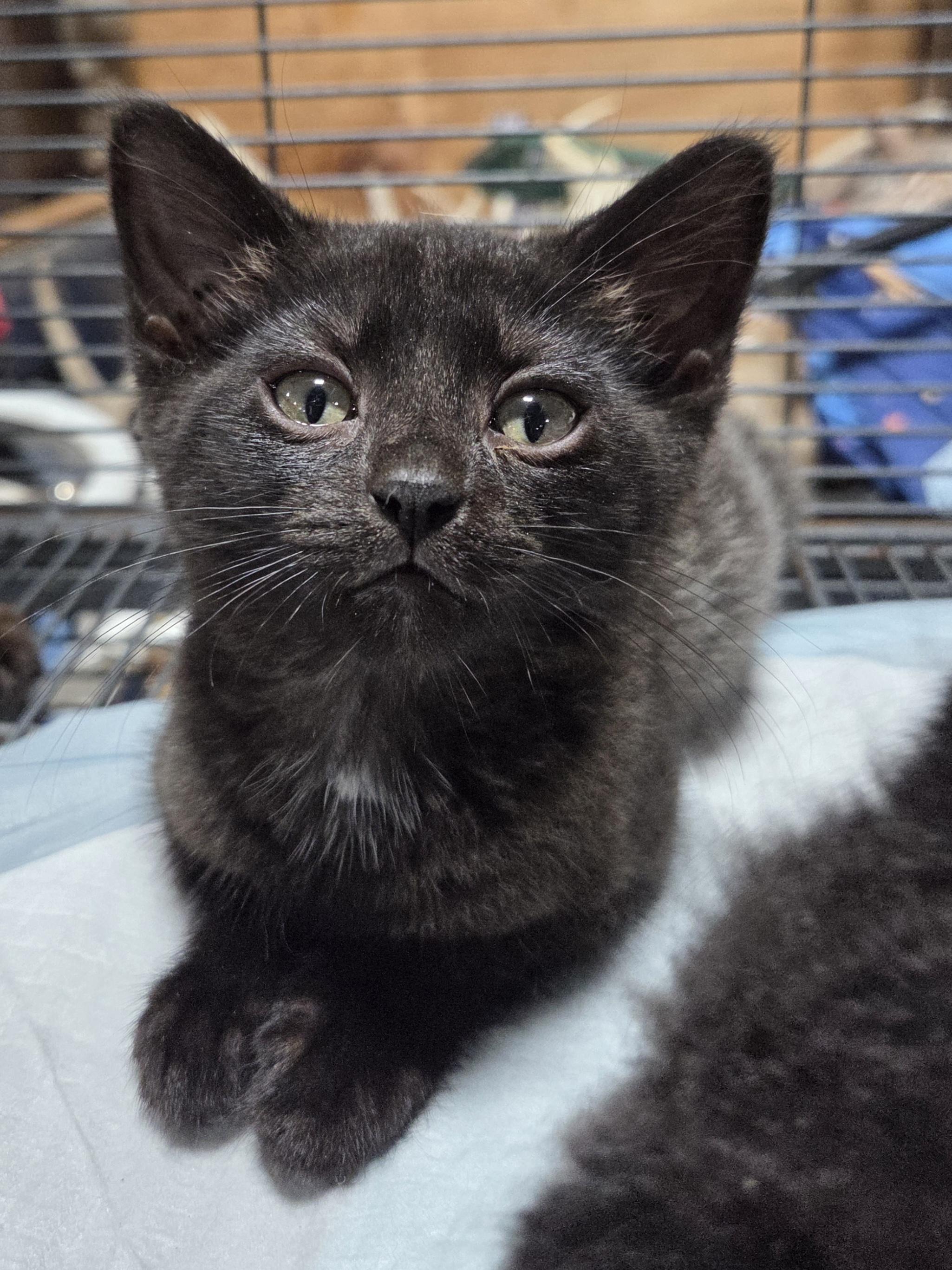 Boo Bear, a ADOPTABLE Domestic Short Hair in Columbia, MO image 2/5