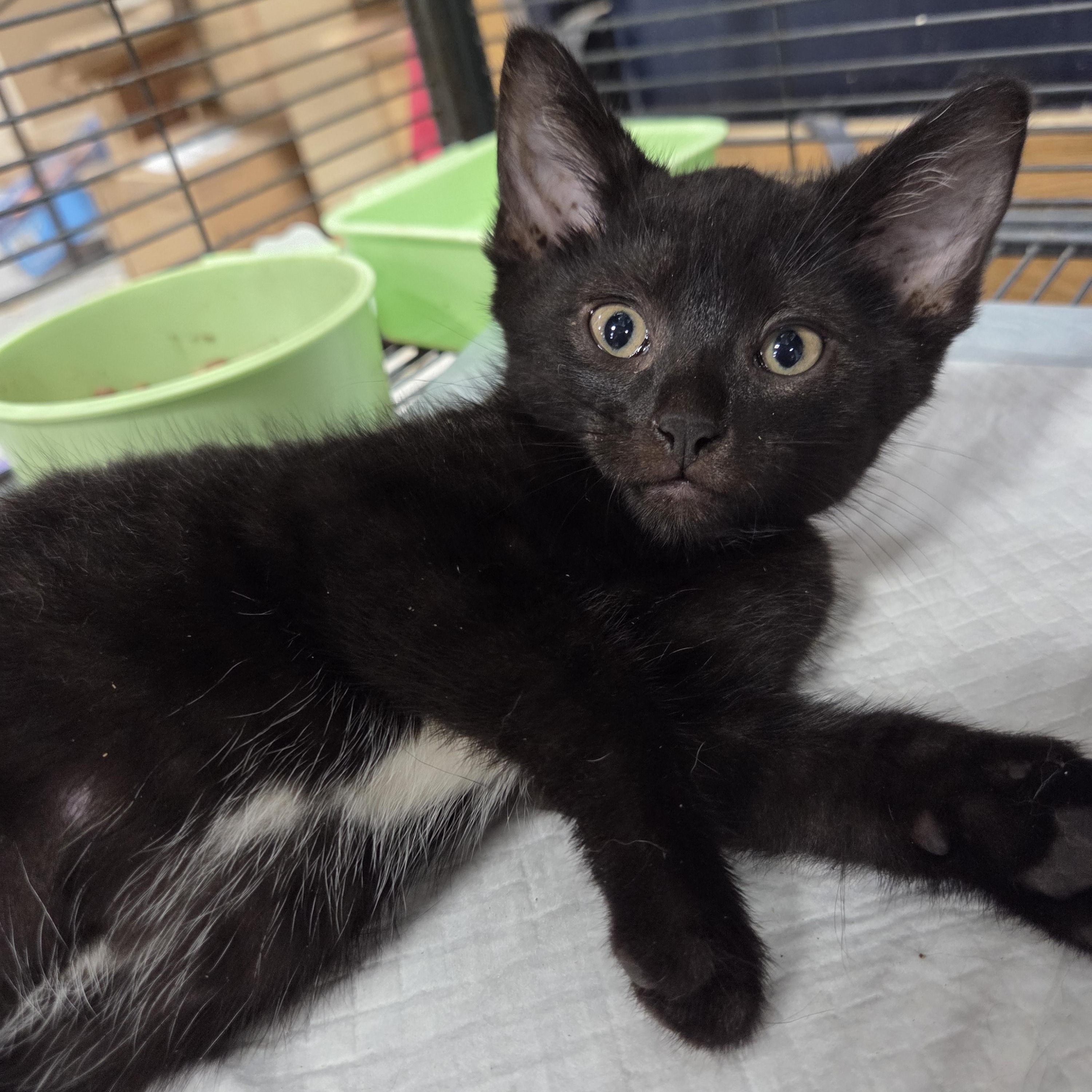 Boo Bear, a ADOPTABLE Domestic Short Hair in Columbia, MO image 4/5