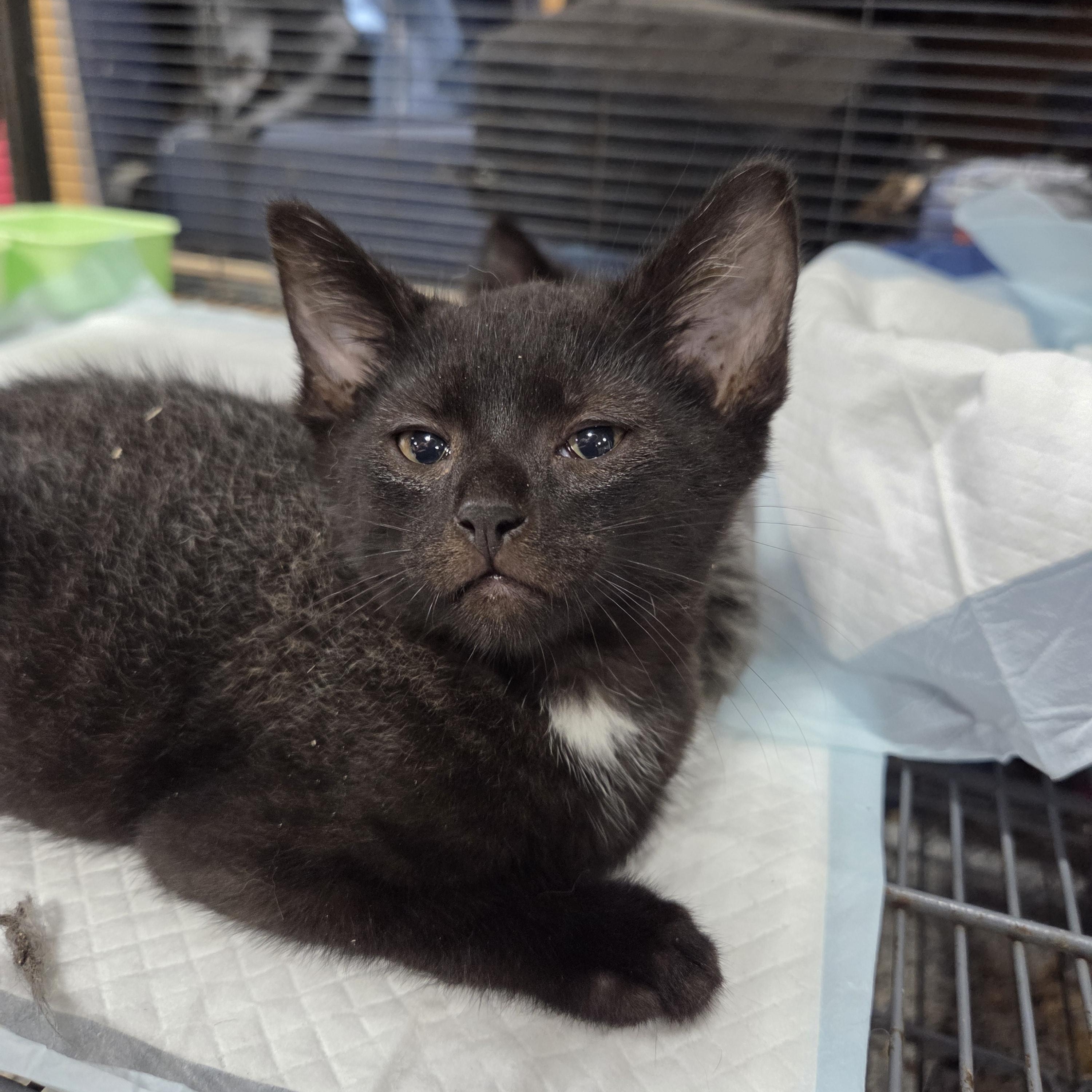 Boo Bear, a ADOPTABLE Domestic Short Hair in Columbia, MO image 3/5
