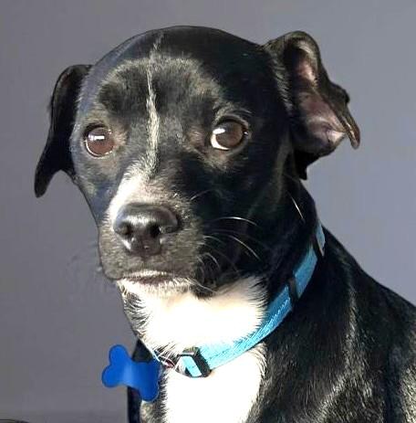 Enlarge Dakota, a ADOPTABLE mixed breed in Lisbon, IA image 4/6