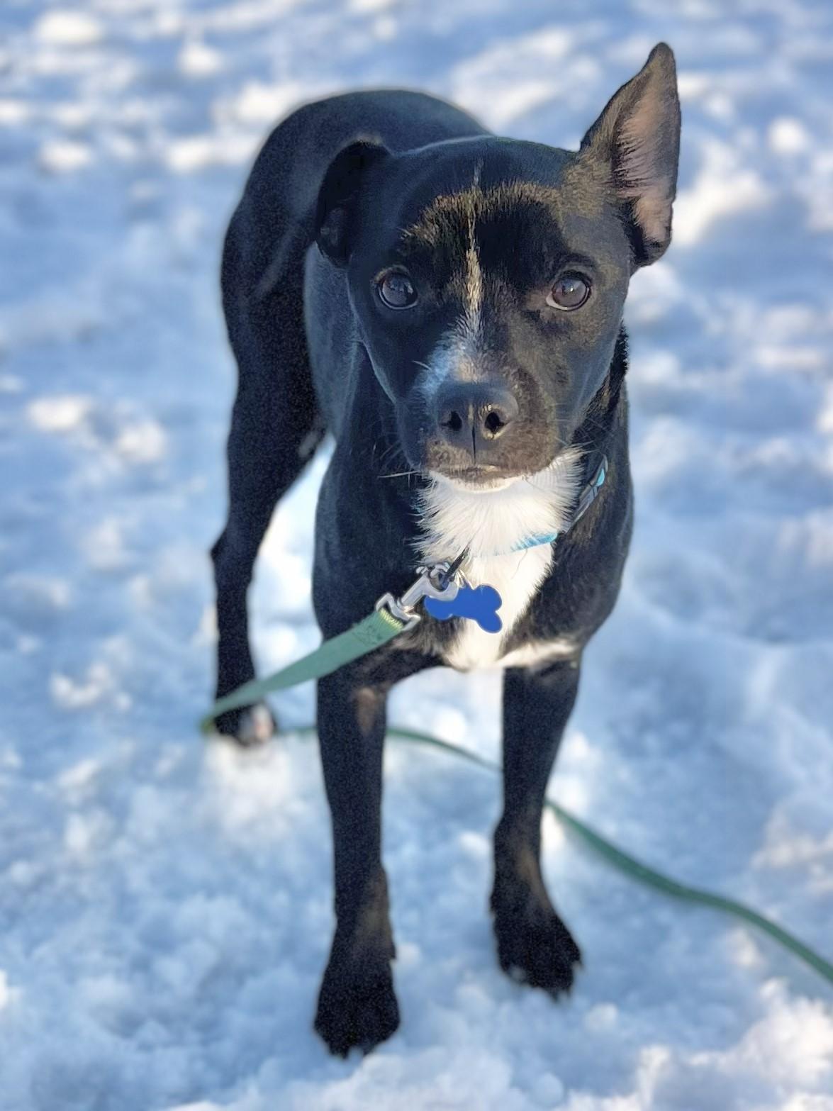 Enlarge Dakota, a ADOPTABLE mixed breed in Lisbon, IA image 5/6