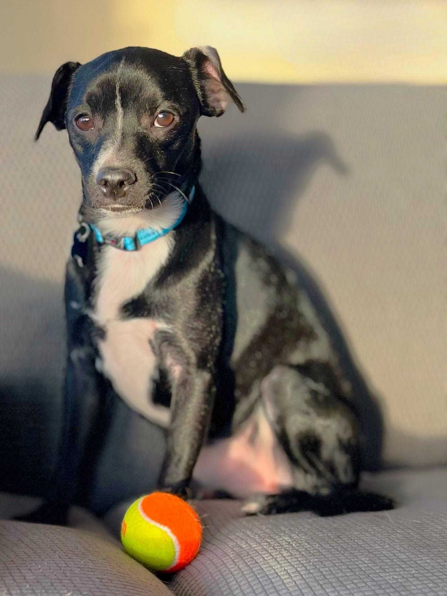 Enlarge Dakota, a ADOPTABLE mixed breed in Lisbon, IA image 3/6