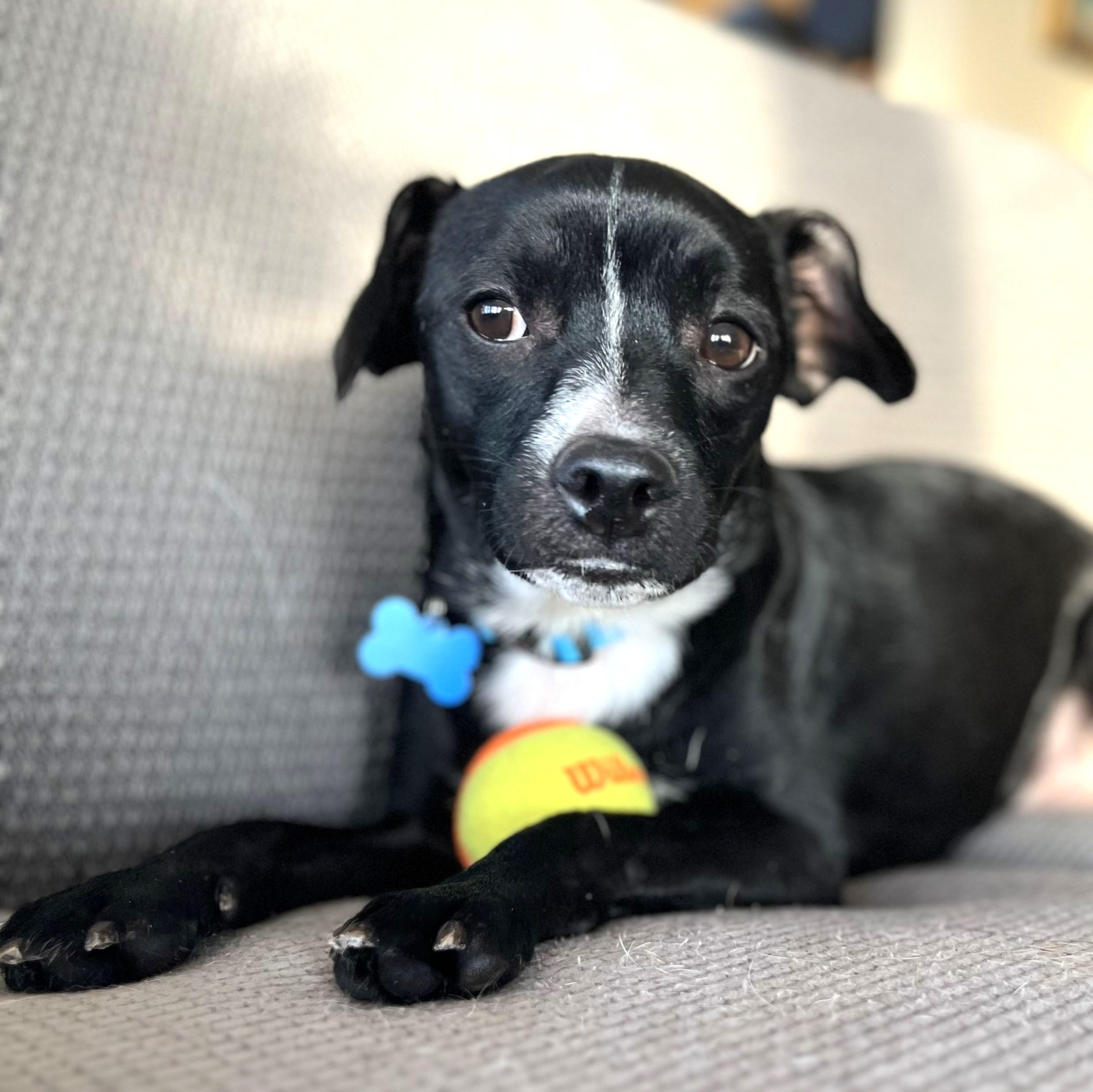 Enlarge Dakota, a ADOPTABLE mixed breed in Lisbon, IA image 6/6