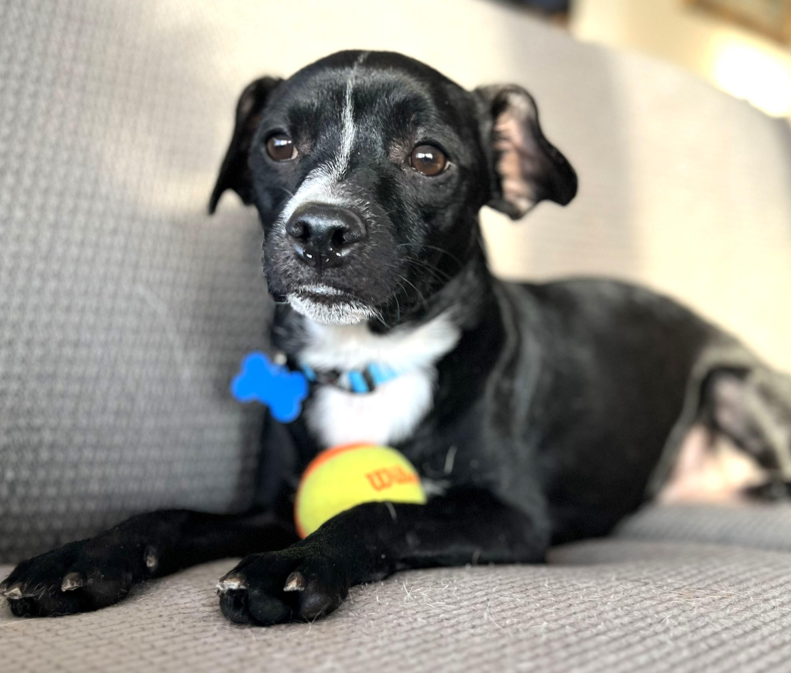 Enlarge Dakota, a ADOPTABLE mixed breed in Lisbon, IA image 2/6