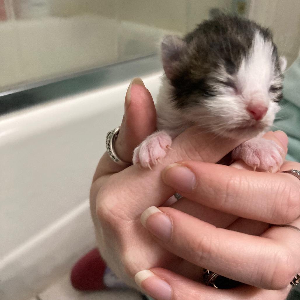 Jack (k2026), Adoptable, Kitten Male Domestic Short Hair.