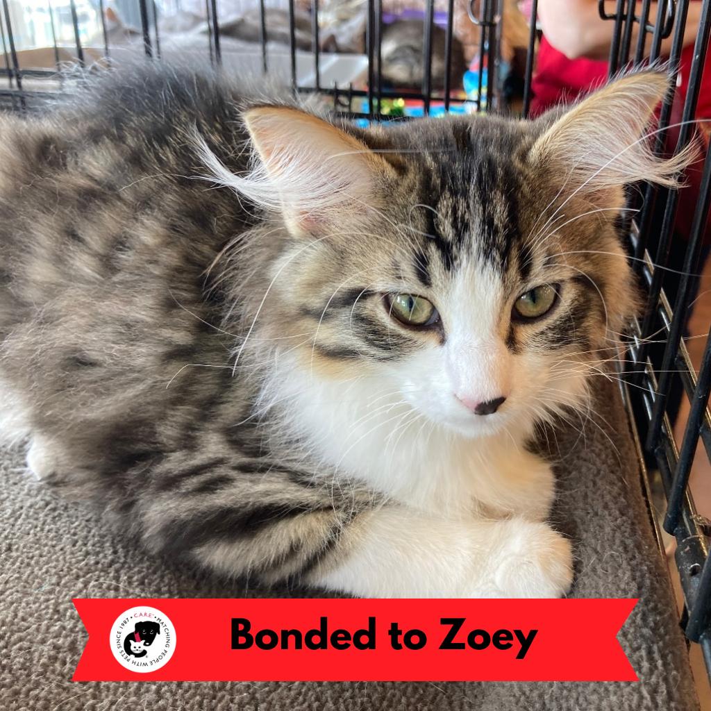 Jack (k2026), a Adoptable Domestic Short Hair in Skokie, IL image 3/5