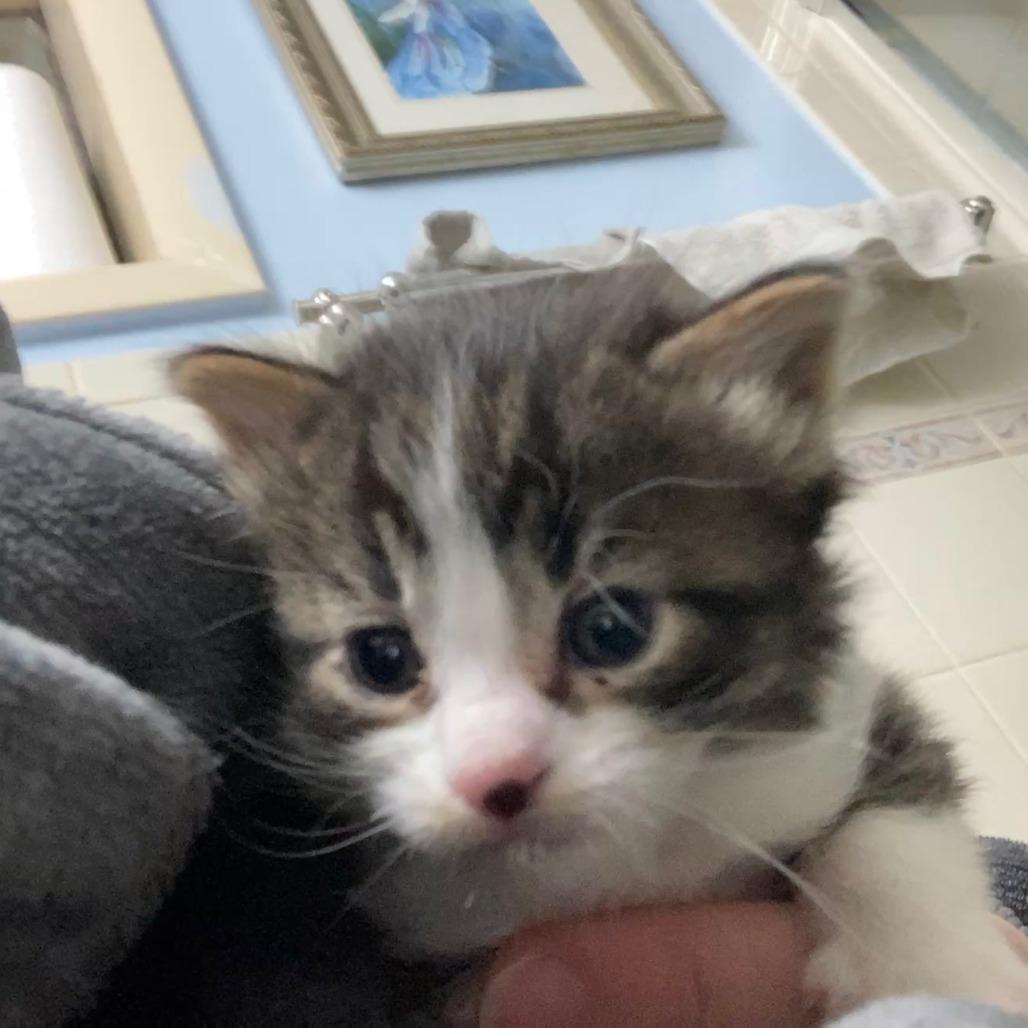 Enlarge Jack (k2026), a Adoptable Domestic Short Hair in Skokie, IL image 4/4