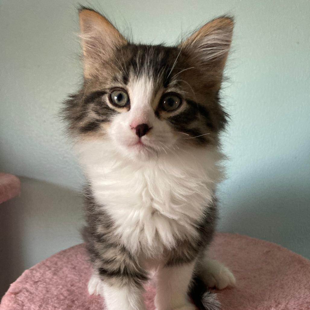 Jack (k2026), a Adoptable Domestic Short Hair in Skokie, IL image 5/5