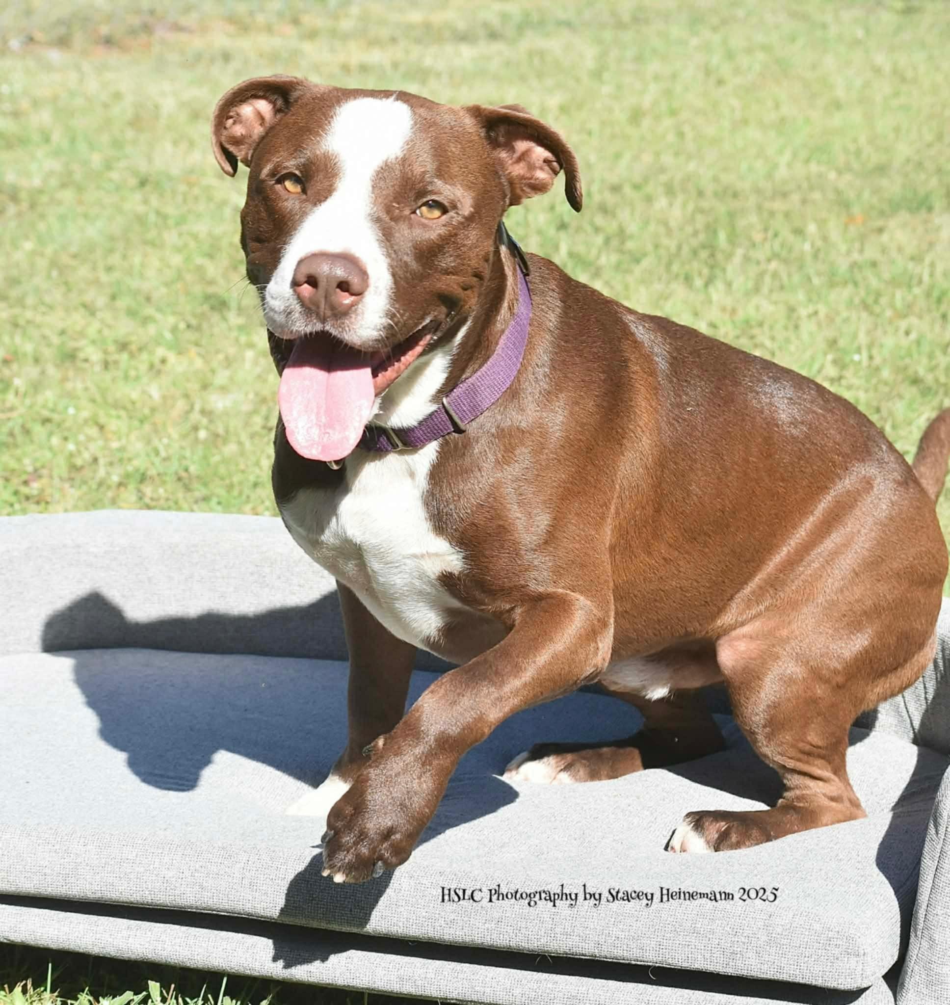 Enlarge Chief *Trained*, a ADOPTABLE mixed breed in Umatilla, FL image 1/4