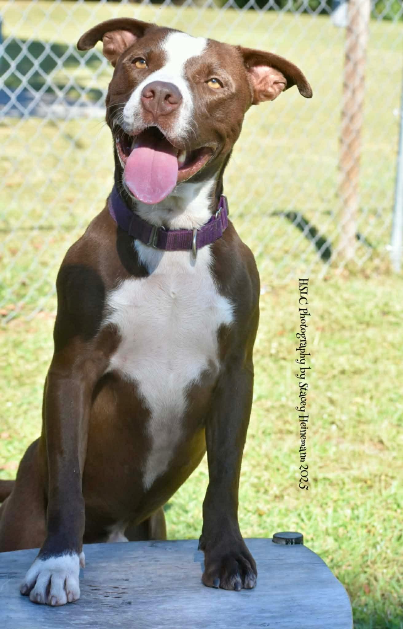 Enlarge Chief *Trained*, a ADOPTABLE mixed breed in Umatilla, FL image 2/4