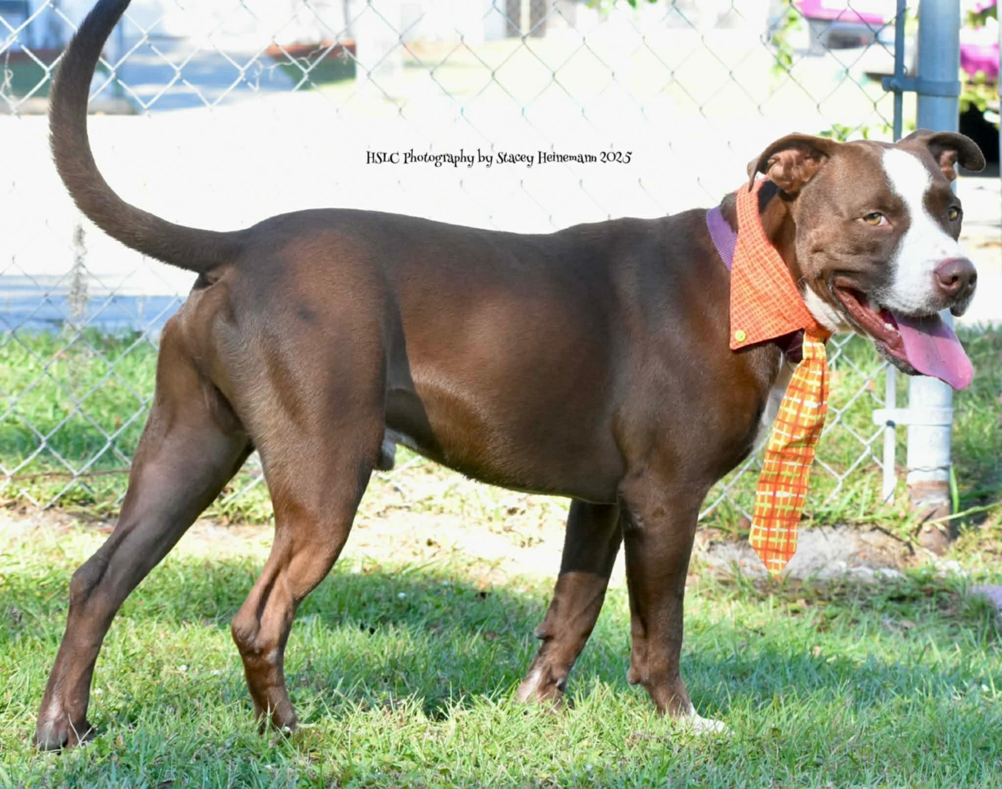 Enlarge Chief *Trained*, a ADOPTABLE mixed breed in Umatilla, FL image 3/4